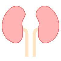 Renal System Icon